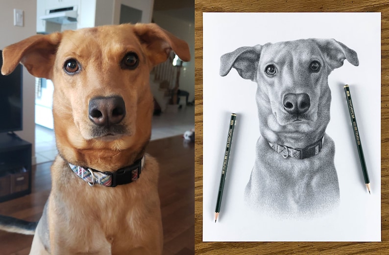 Personalized dog pencil drawing Custom dog drawing 100% Hand-drawn portrait. image 4