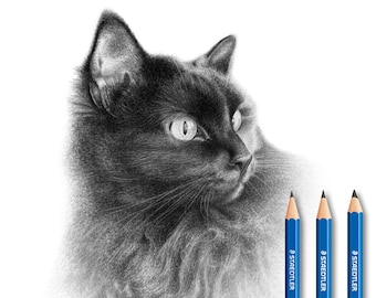 Cat pencil sketch - Custom pencil drawing - Handmade.