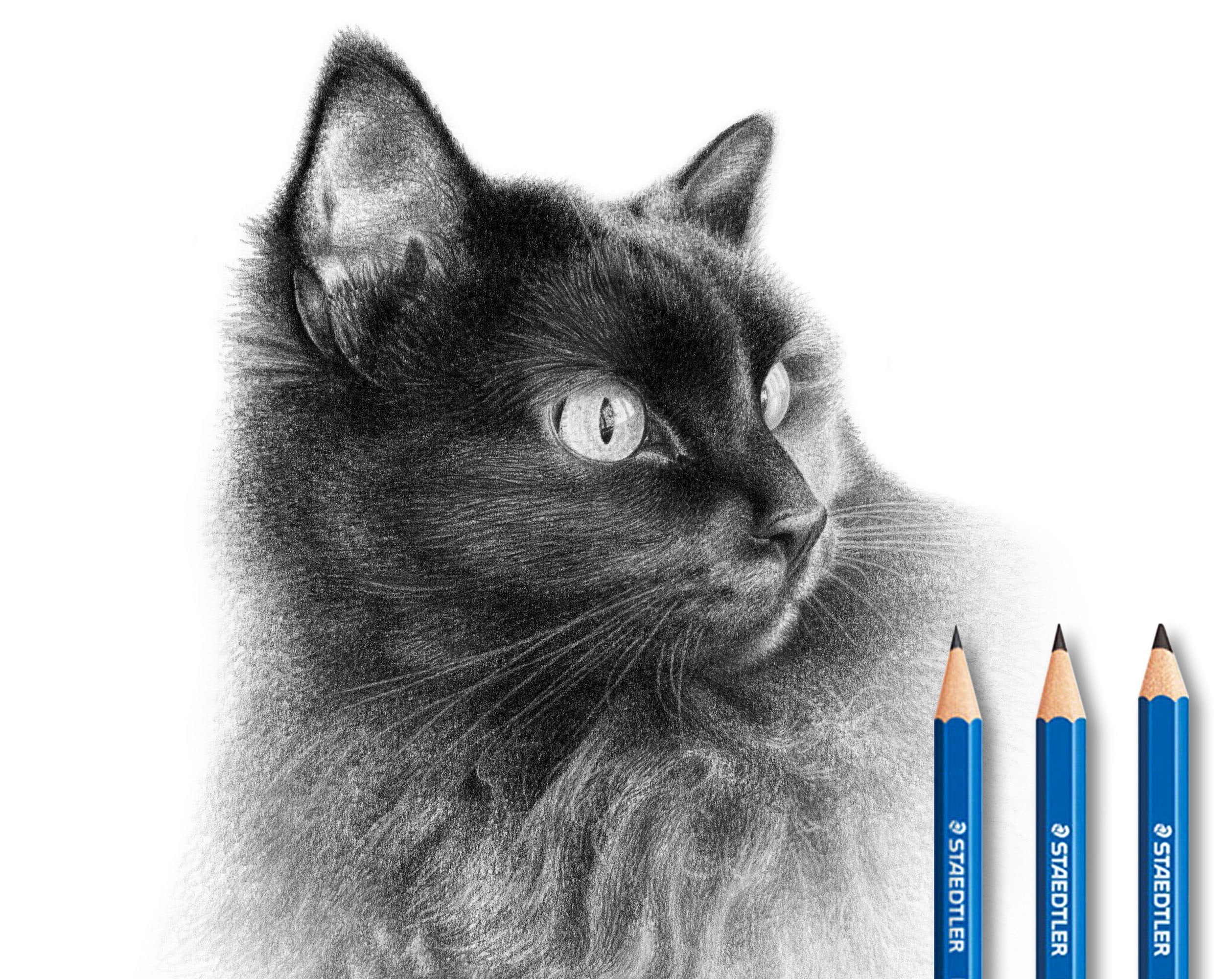 Cats artwork pencil drawing pet cute  free image from needpixcom