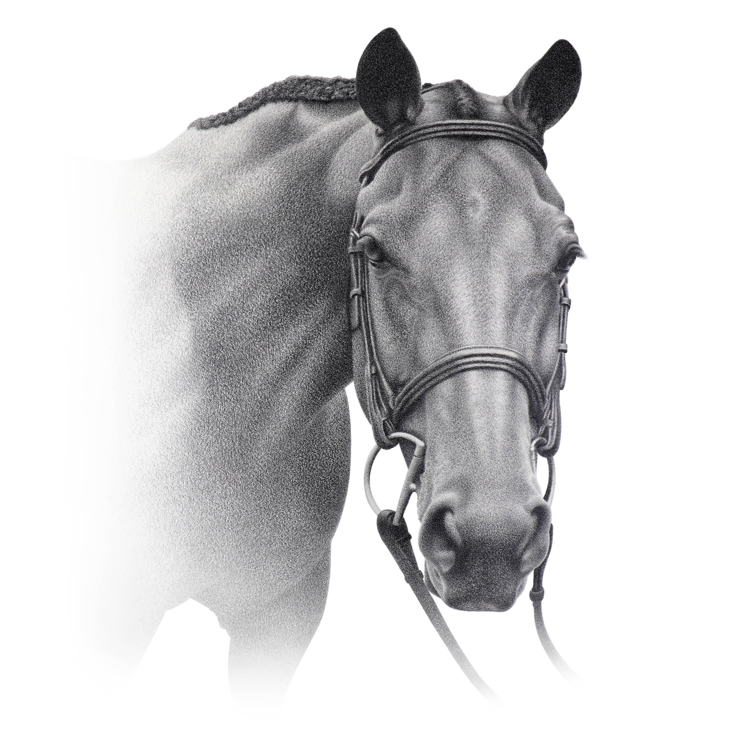 馬のスケッチ - カスタムの馬の鉛筆画 - デジタルではありません