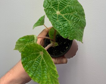 Online Plant Shop Planted Roots Co Urban Plant By Plantedrootsco Online Plant Shop Planted Roots Co Urban Plant By Plantedrootsco