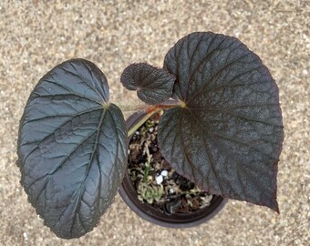 Peperomia Incana Etsy