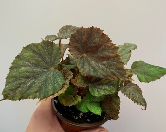 Online Plant Shop Planted Roots Co Urban Plant By Plantedrootsco Online Plant Shop Planted Roots Co Urban Plant By Plantedrootsco