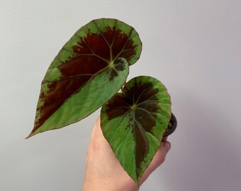 Online Plant Shop Planted Roots Co Urban Plant By Plantedrootsco