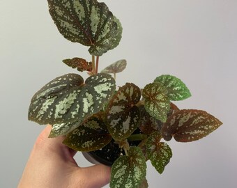 Peperomia Polybotrya Teardrop Peperomia Etsy