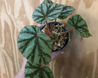 Begonia Heteroclinus Aff Etsy