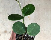 Hoya Obovata