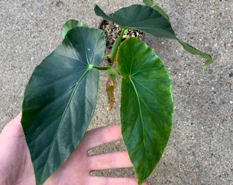 Peperomia Incana Etsy