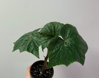 Online Plant Shop Planted Roots Co Urban Plant By Plantedrootsco