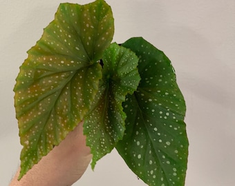 Online Plant Shop Planted Roots Co Urban Plant By Plantedrootsco
