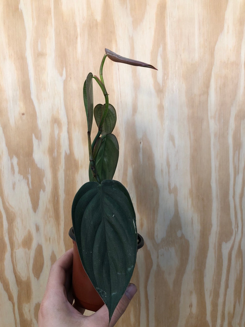 Philodendron Burle Marx Fantasy Heat Packs Included Etsy