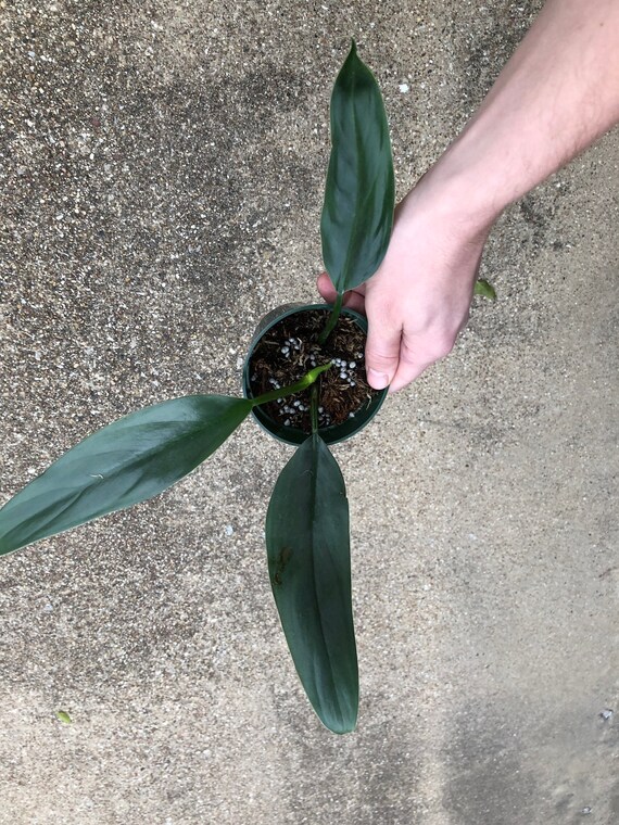 Philodendron Hastatum Narrow Leaf Silver Sword Etsy