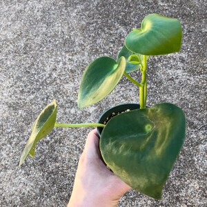 Peperomia Polybotrya Teardrop Peperomia Etsy