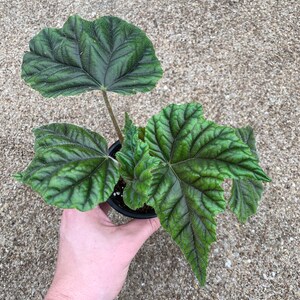 Begonia U168 Etsy
