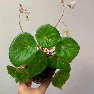 Begonia U168 Etsy