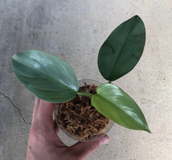 Philodendron Hastatum Silver Sword Etsy
