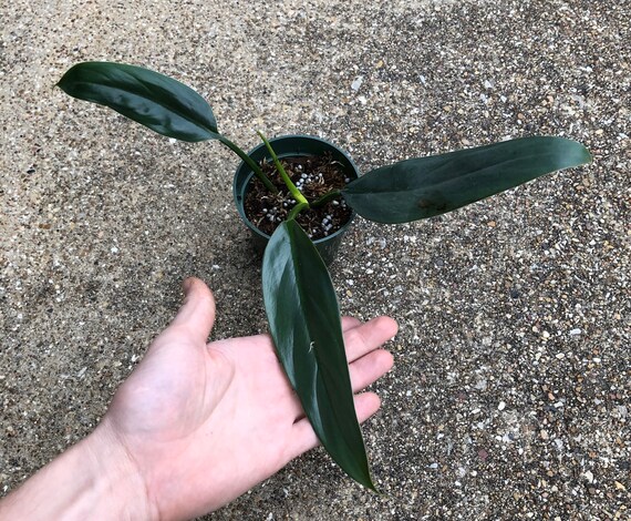 Philodendron Hastatum Narrow Leaf Silver Sword Etsy Philodendron Hastatum Narrow Leaf Silver Sword Etsy