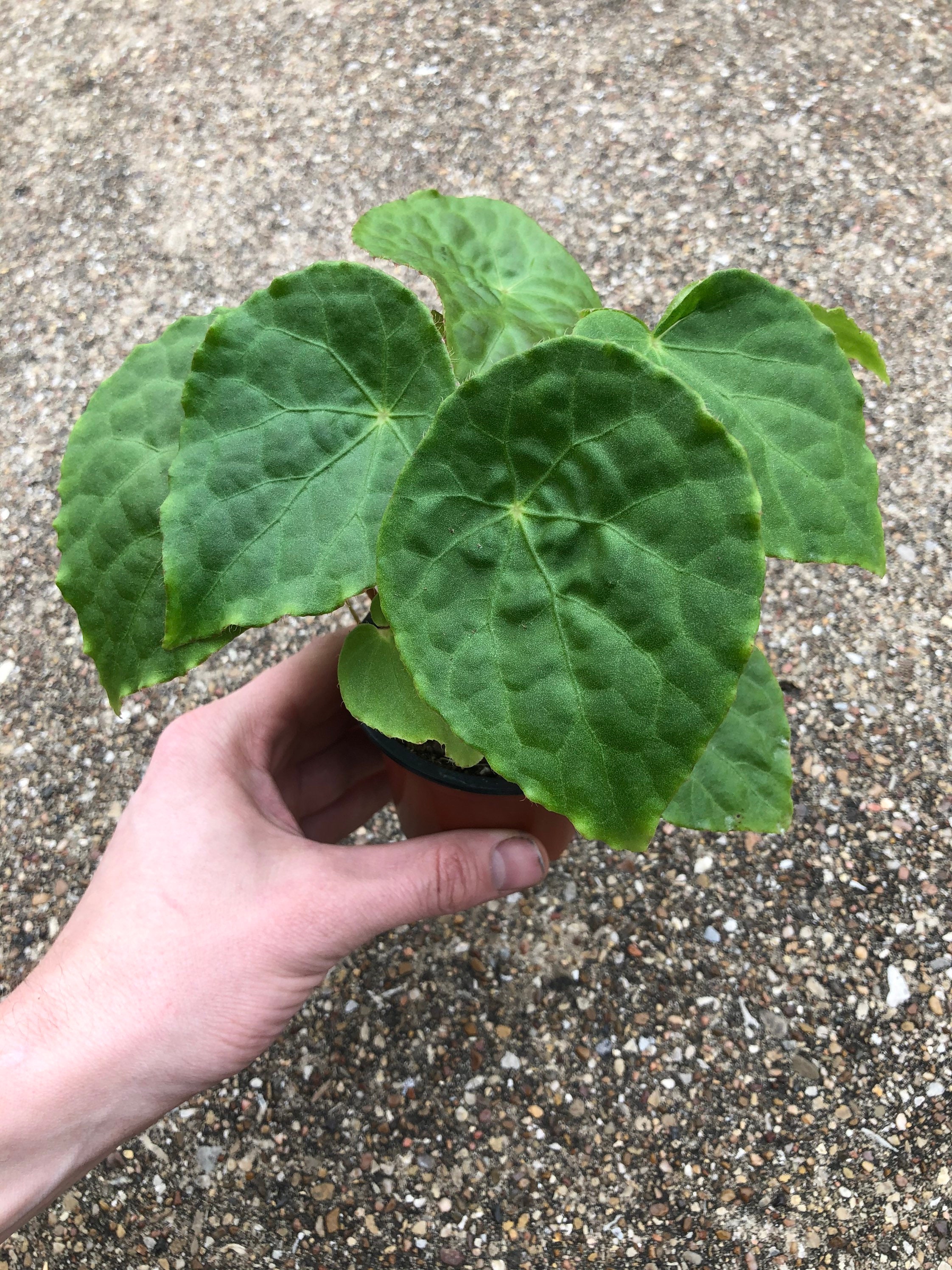 Begonia Natunaensis Etsy Begonia Natunaensis Etsy