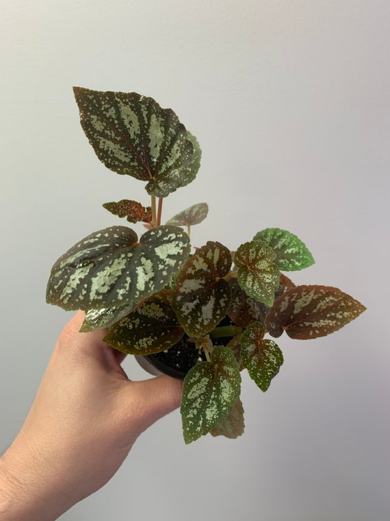 Begonia U168 Etsy Begonia U168 Etsy