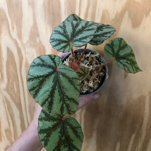 Begonia Heteroclinus Aff Etsy Begonia Heteroclinus Aff Etsy