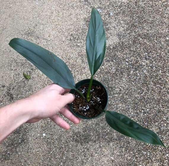 Philodendron Hastatum Narrow Leaf Silver Sword Etsy