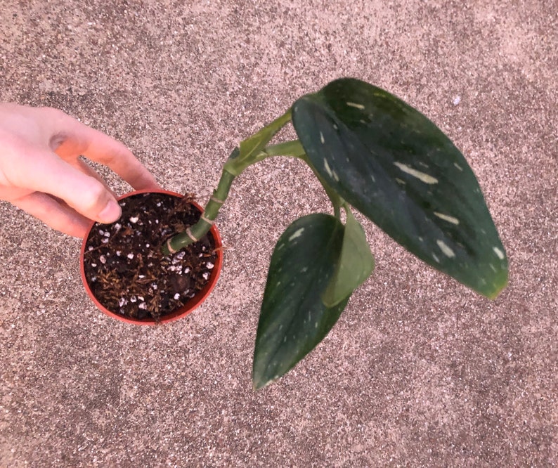 Monstera Standleyana Albo Variegata - Monstera Standleyana Albo Variegata Rooted Top Cutting | Etsy - Monstera standleyana, or albo variegata, lives in central america, in costa rica, nicaragua, honduras, and panama, to be precise.