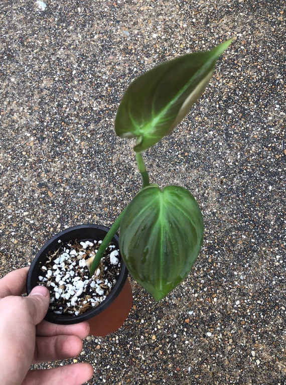 Philodendron Camposportoanum Etsy