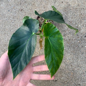 Begonia Metallica Etsy Begonia Metallica Etsy