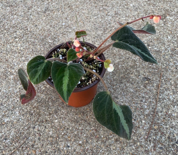 Begonia Imperialis Silver Band Etsy Begonia Imperialis Silver Band Etsy