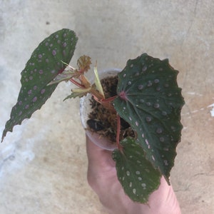 Begonia U168 Etsy Begonia U168 Etsy