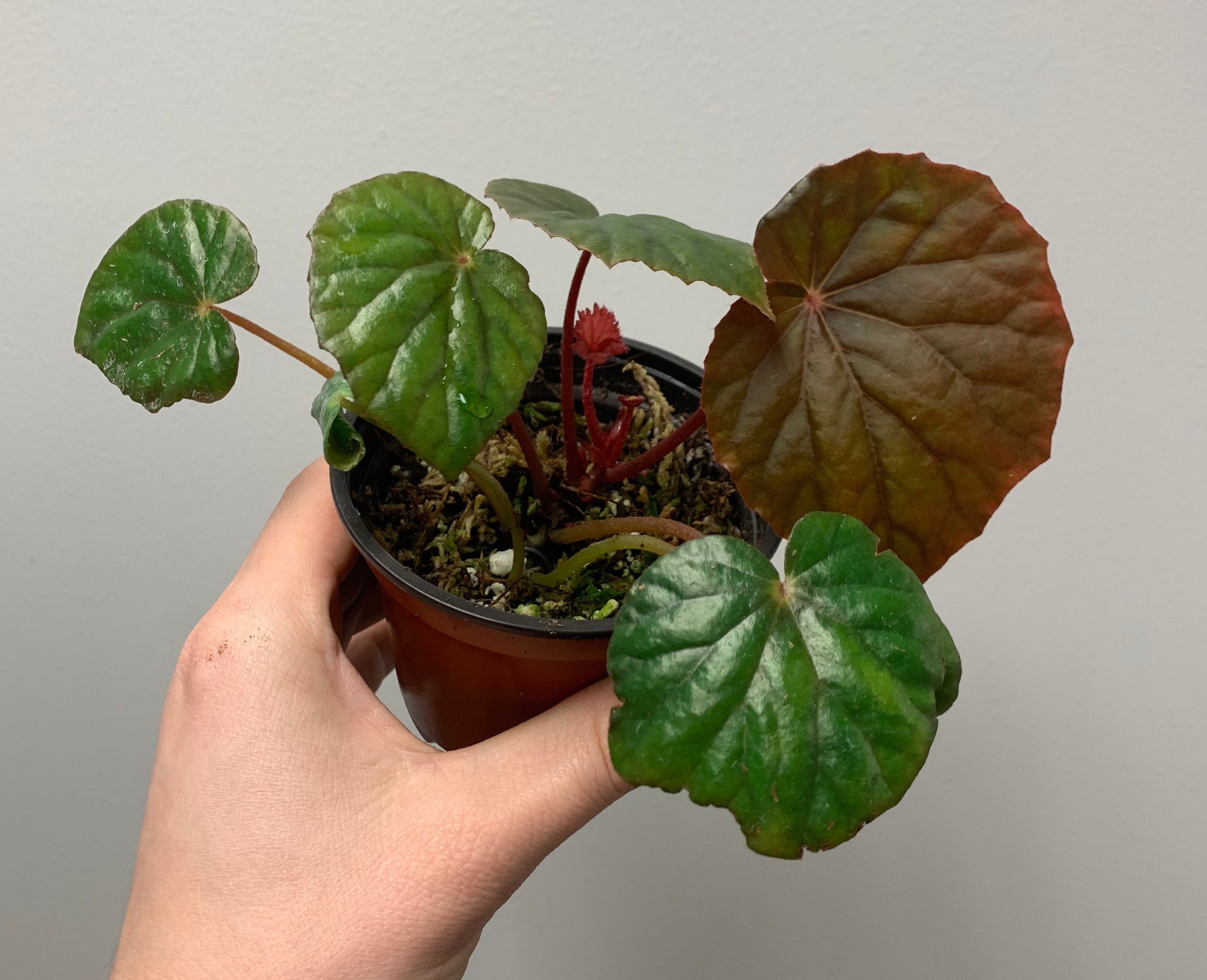 Begonia Mindorensis Dark Form Etsy Begonia Mindorensis Dark Form Etsy