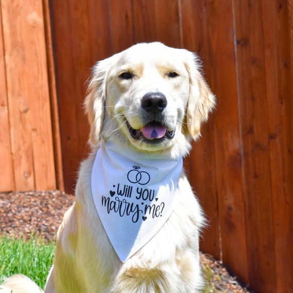 Proposal dog collar 2025