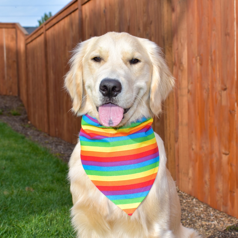 Pu&ograve; includere: Un cane Golden Retriever con una bandana a righe arcobaleno. Il cane sorride con la lingua di fuori, sullo sfondo di una staccionata di legno e erba verde.