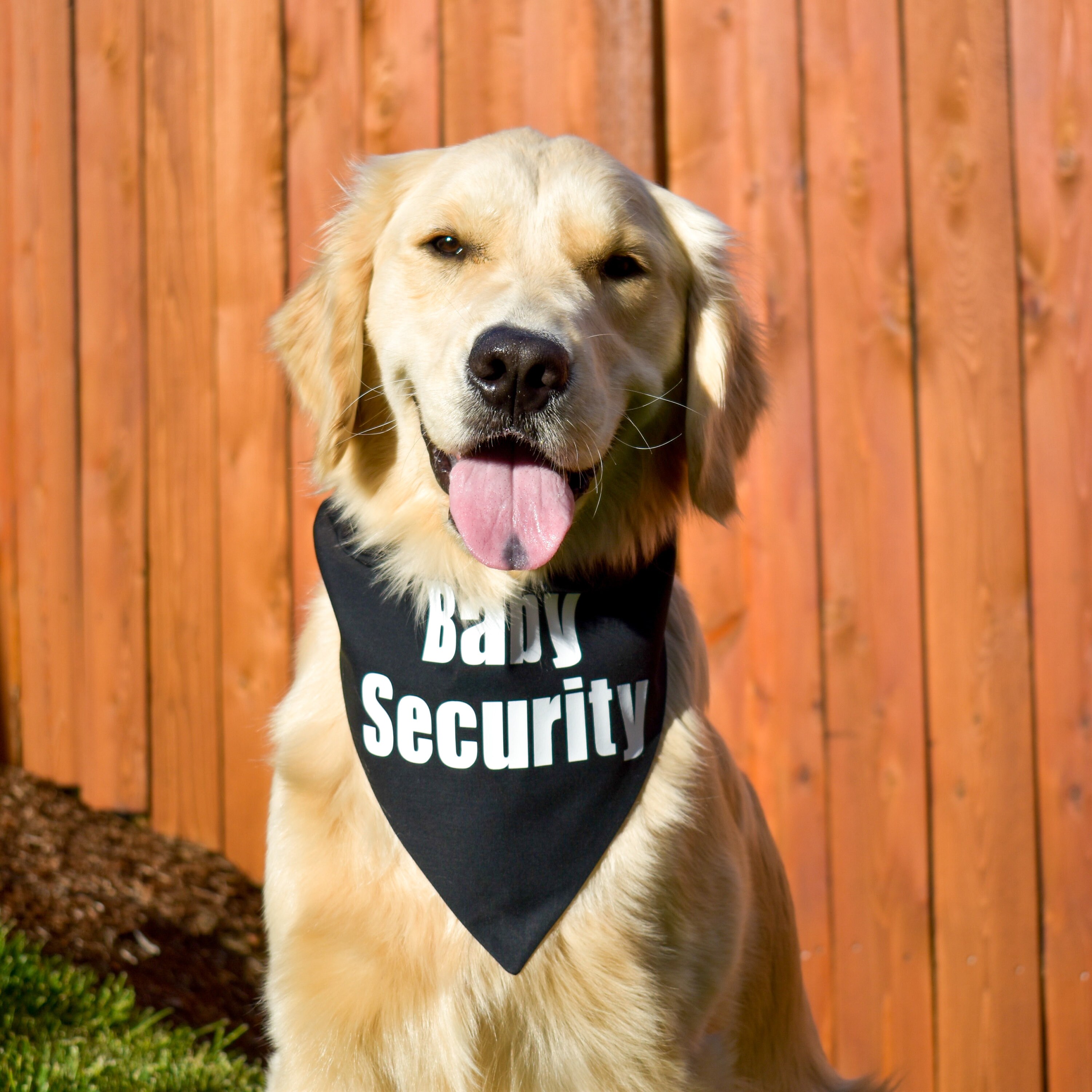 Baby Security Over the Collar Dog Bandana Pregnancy Announcement Big Brother Big Sister Cute Pregnancy Announcement Pregnancy Photo Prop Etsy Canada