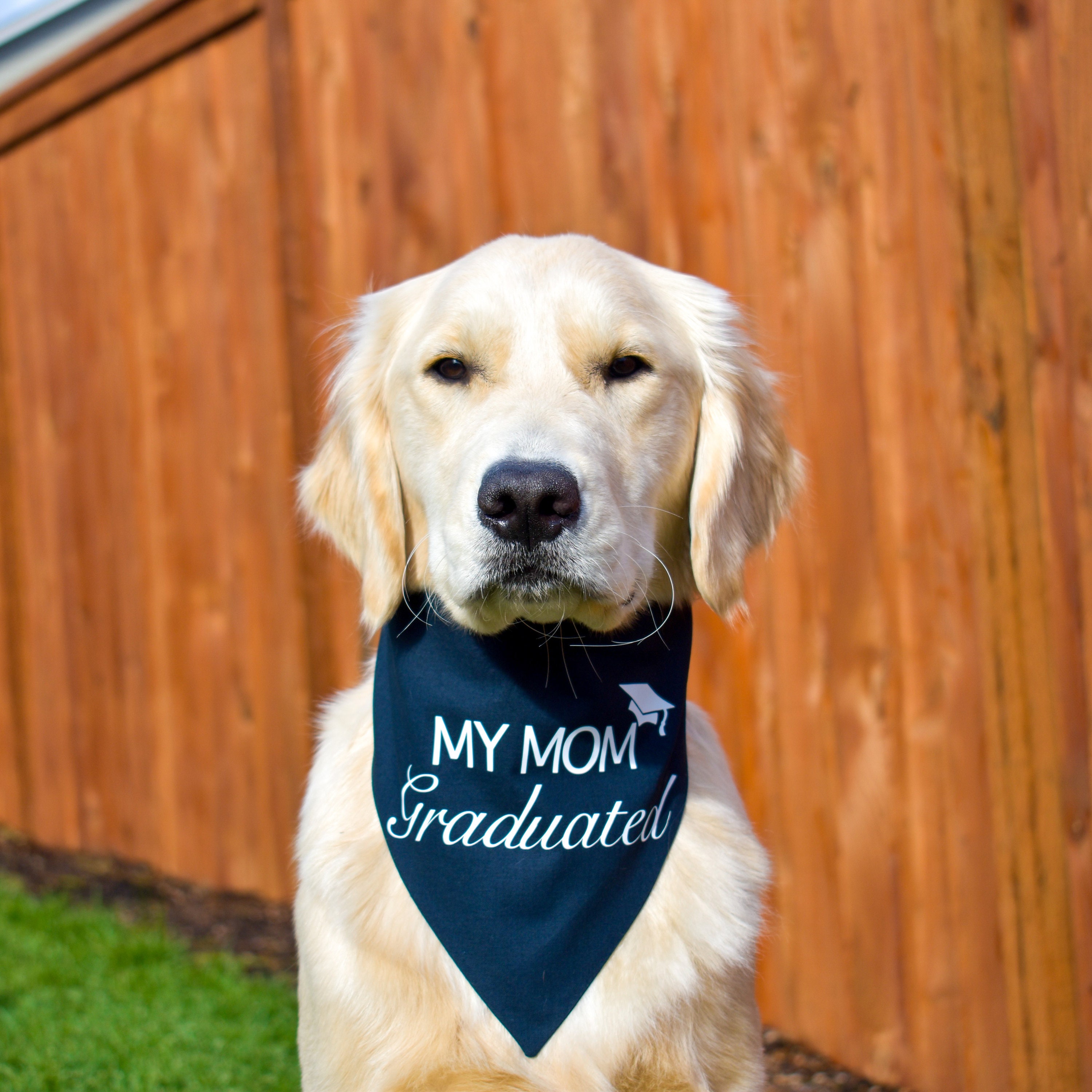 Over the Collar Graduation Dog Bandana My Mom Graduated