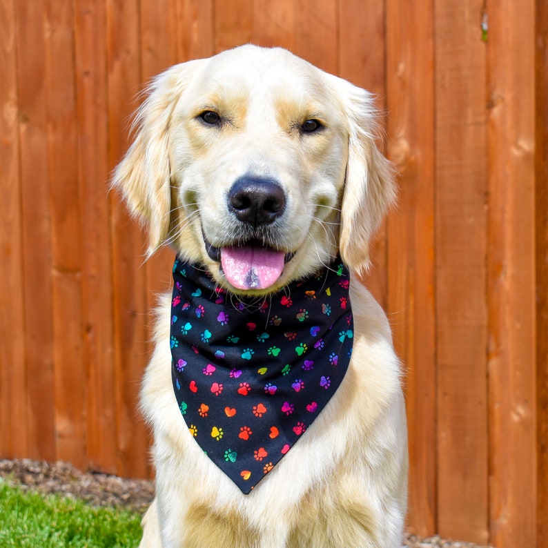 Puede incluir: Un perro Golden Retriever con un pa&ntilde;uelo negro con huellas de patas y corazones coloridos. El perro sonr&iacute;e con la lengua fuera, sobre una valla de madera y hierba verde.