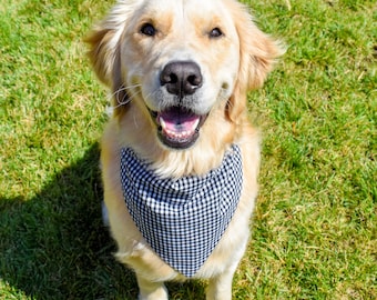 May include: A golden retriever dog with a black and white checkered bandana, sitting on green grass. The dog is looking directly at the camera with its mouth open, showing its teeth.