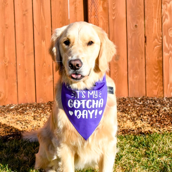 It's My Gotcha Day Over the Collar Dog Bandana, Rescue Dog Bandana, Adoption Dog Bandana, Birthday Dog Bandana, Dog Adoption Celebration