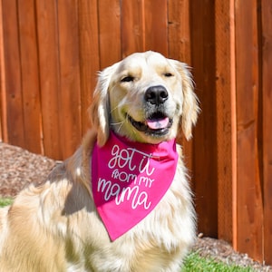 Got it From My Mama Over The Collar Dog Bandana, Dog Mom Bandana, Mother&#39;s Day Dog Bandana, Dog Mom Gift Idea, Mom Dog Bandana, Dog Mommy