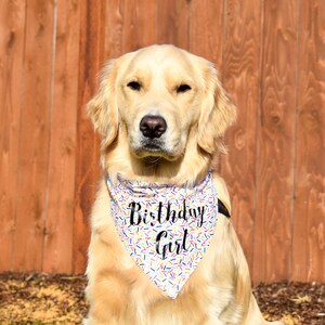 May include: A golden retriever wearing a colorful bandana with the words "Birthday Girl" in black script. The bandana has a white background with colorful sprinkles. The dog is in front of a wooden fence.