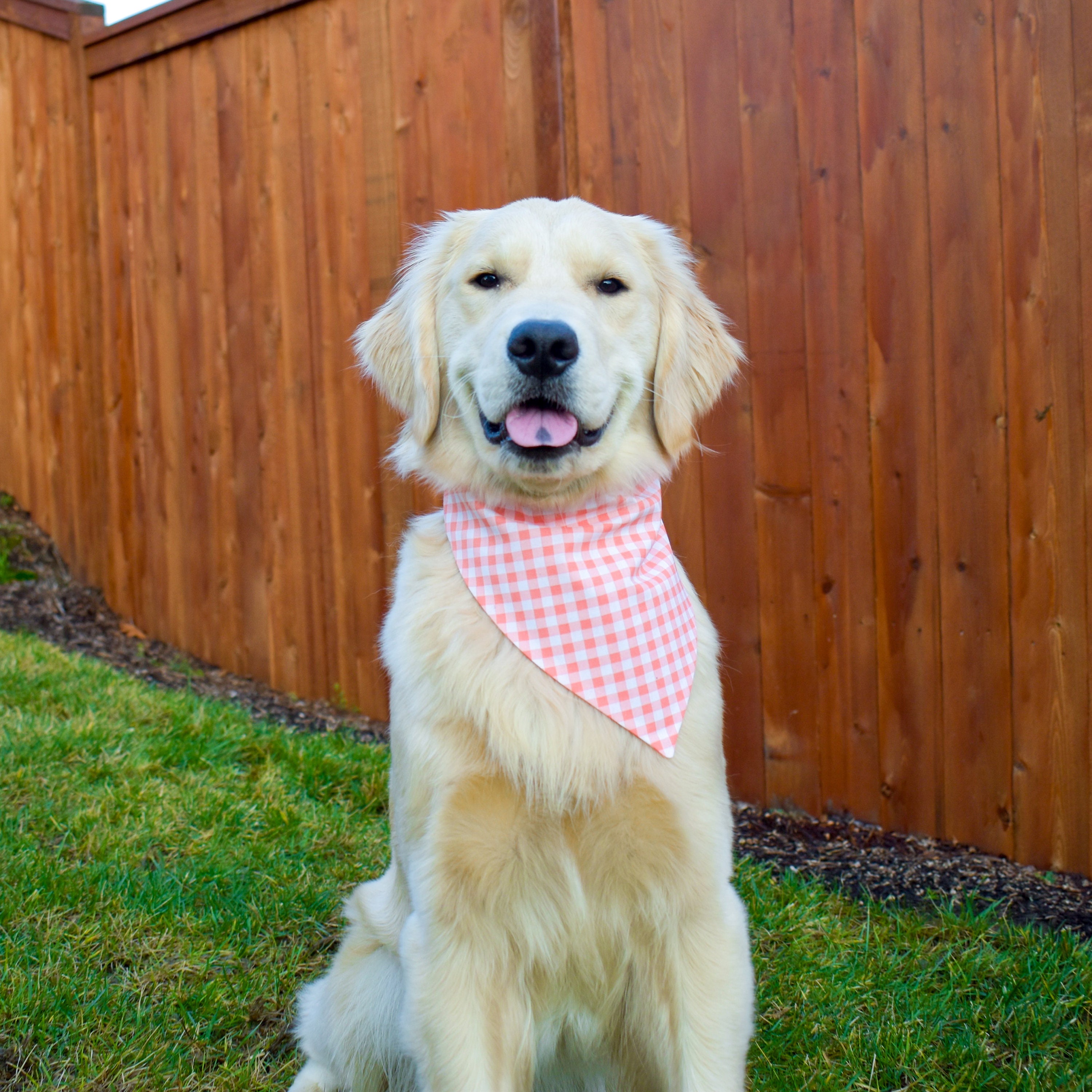 Orange Gingham Dog Bandana Spring Dog Bandana Orange Dog Etsy