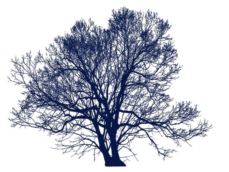 Procreate Bundle Procreate Tree Brushes Procreate Bushes Etsy