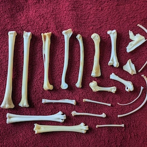 May include: A collection of small, off-white animal bones, including long bones, ribs, and smaller fragments, are arranged on a deep red textured surface. The bones vary in size and shape, with some curved and others straight.