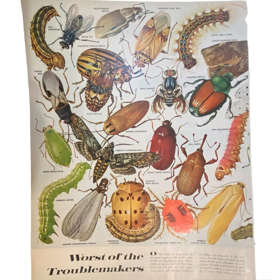 Vtg Insect Pests Print Life Magazine May 11 1962 Frame Ready Color - Etsy