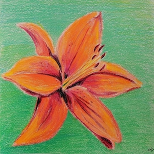 Tiger Lily Art Print Drawing by Cassandra Brown
