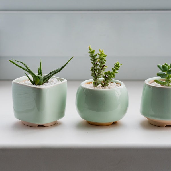 Green Mint Small Plant Pot S size Set of 3 Ceramic planter for succulent cactus Wedding favor Gift for plantlady Set of succulent pots