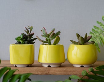 Bright yellow succulent planter - set of 3 pots // ceramic cactus pot // 2 inch pots // mother day plant gift // little plant pots