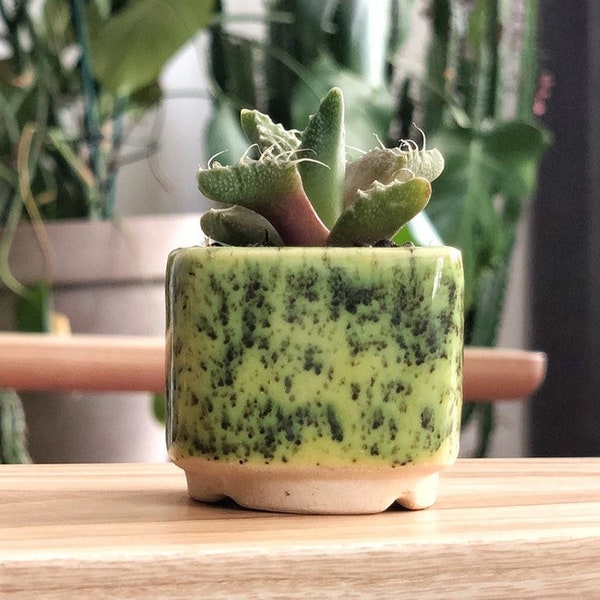 Pot de plantes vert et citron vert pour cactus ou succulent, Jardinière en céramique pour succulent, cactus, Faveur de mariage, Ensemble de pots succulents