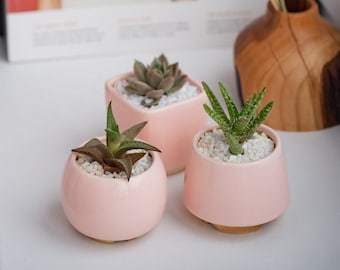 Rose Pink Small Plant Pot - Set of 3 - Ceramic planter for succulent, cactus - Wedding favor - Set of succulent pots