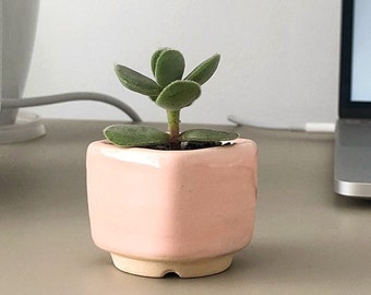 Small square plant pot for cactus or succulent pink color, Different colours available